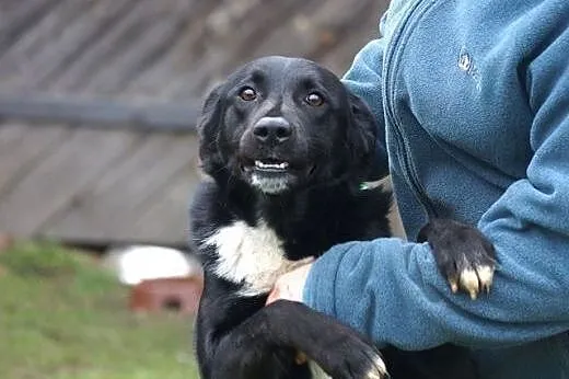 Diego w typie labradora szuka domu,  Kundelki cała