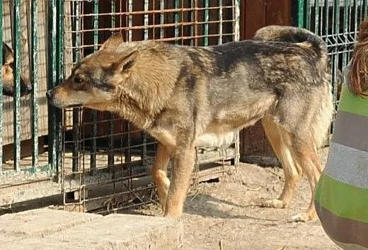 Sara do adopcji , lubelskie Świdnik