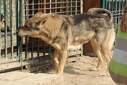 Sara do adopcji ,  lubelskie Świdnik
