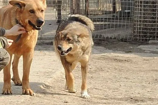 Sara do adopcji ,  lubelskie Świdnik