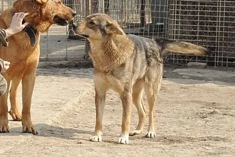 Sara do adopcji ,  lubelskie Świdnik