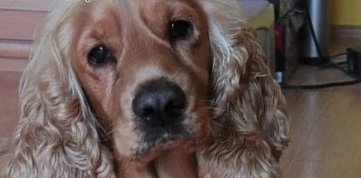 ODDAM w dobre ręce suczkę Cocker spaniel Angielski