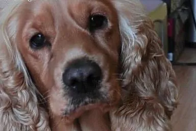 ODDAM w dobre ręce suczkę Cocker spaniel Angielski