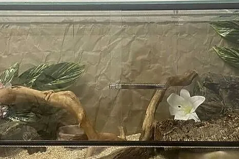 sprzedam duże szklane terarium 100x40x40