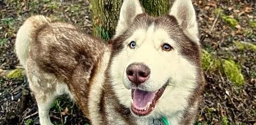 Timur - piękny psiak w typie husky szuka domu, po