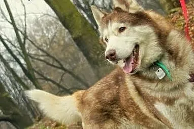 Timur - piękny psiak w typie husky szuka domu,  po