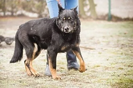 Rambo, pies ideał. Nie patrz oczami, patrz sercem!