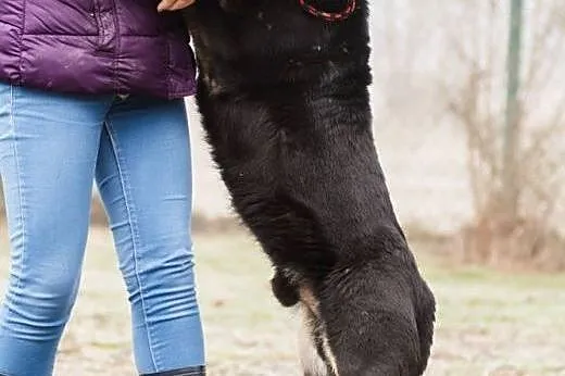 Rambo, pies ideał. Nie patrz oczami, patrz sercem!