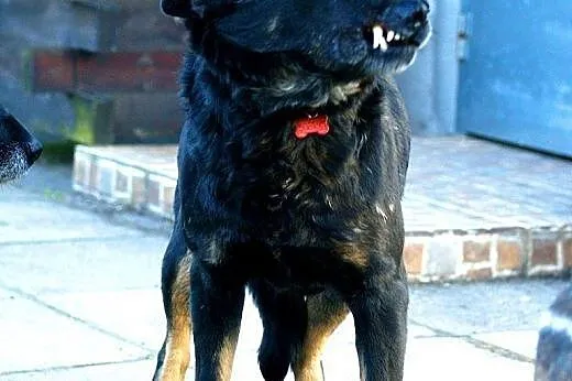 Rambo, pies ideał. Nie patrz oczami, patrz sercem!