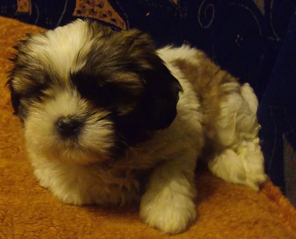 Shih tzu szczenięta