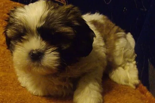 Shih tzu szczenięta