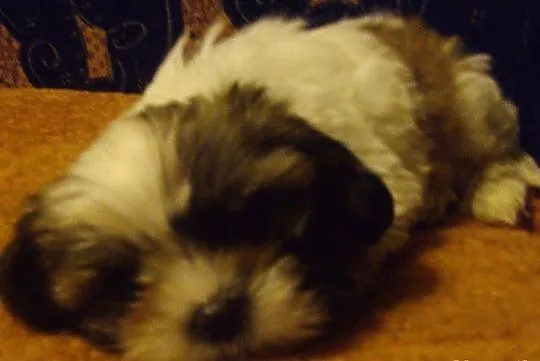 Shih tzu szczenięta