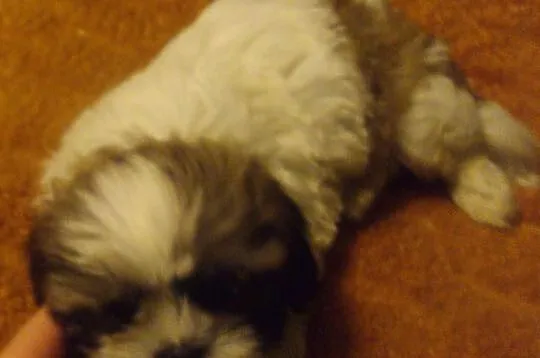 Shih tzu szczenięta