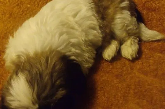Shih tzu szczenięta