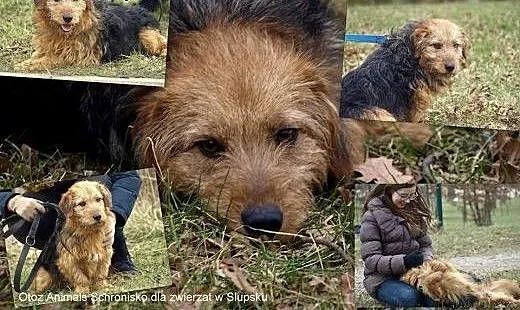 Talar szuka nowego domu , pomorskie Słupsk