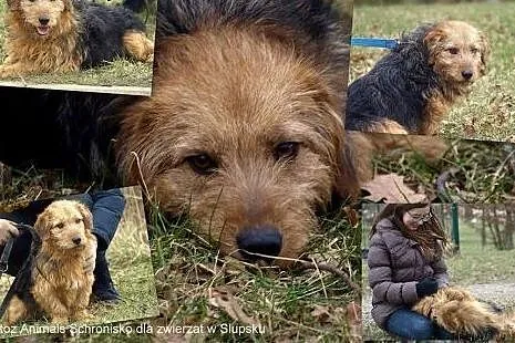 Talar szuka nowego domu ,  pomorskie Słupsk