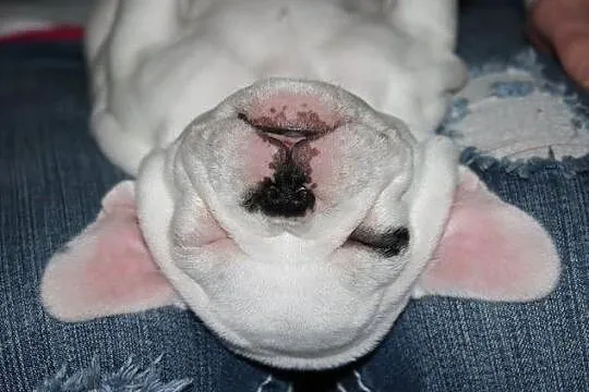 Buldog francuski sprzedam, , Bydgoszcz