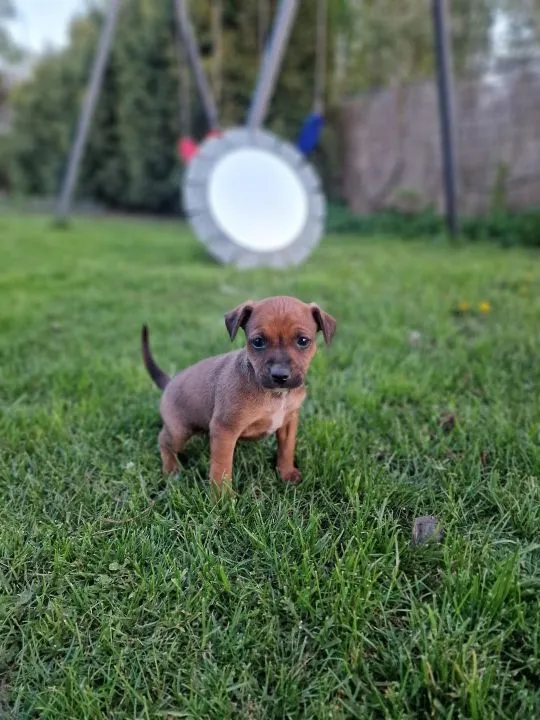 Pinczer miniaturowy sarenka ratlerek suczka mini suka, , Myszyniec Stary