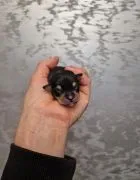 Pinczer miniaturowy XXS sarenka ratlerek mini piesek
