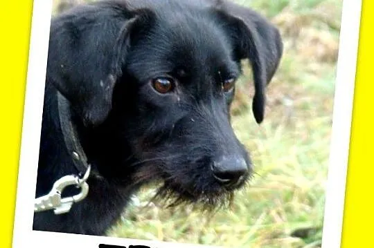 7 mies_ średni,wesoły,przyjazny,aktywny terier mix, pies TERO_Adopcja_