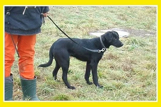 7 mies_ średni,wesoły,przyjazny,aktywny terier mix