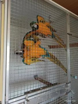 ARA ARARUNA PARA GOTOWA DO LĘGÓW OSWOJONA HODOWLANA OKAZJA, , Raszyn