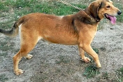Fox - niewielki piesek z wielkim uśmiechem,  Kunde