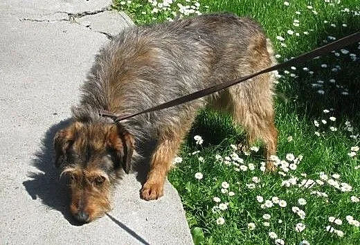 Wycofana ale urocza suczka Milka do adopcji , ślą