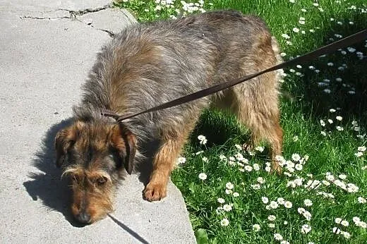 Wycofana ale urocza suczka Milka do adopcji ,  ślą