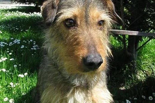 Wycofana ale urocza suczka Milka do adopcji ,  ślą