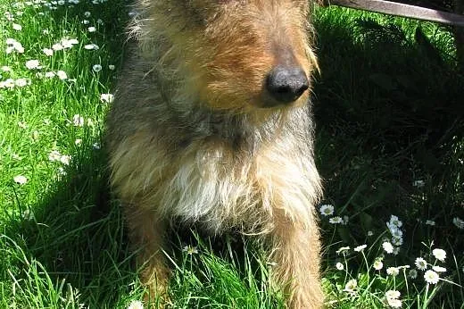 Wycofana ale urocza suczka Milka do adopcji ,  ślą