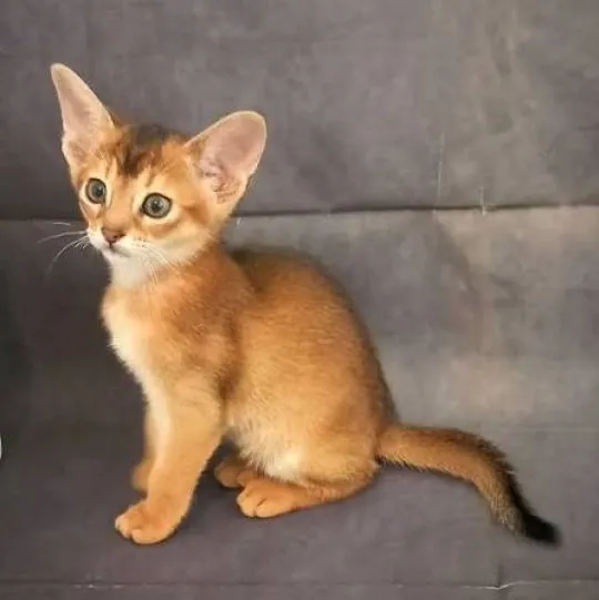 Mój uroczy i uroczy kotek Chausie szuka nowego domu...........................