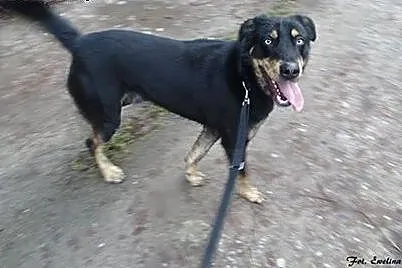 SYLAR w drodze do nowego życia. SZUKA NOWEGO DOMU!