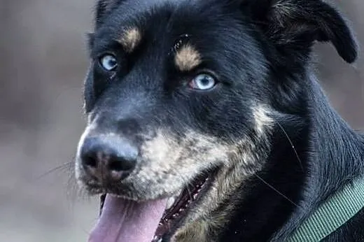 SYLAR w drodze do nowego życia. SZUKA NOWEGO DOMU!