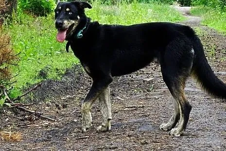 SYLAR w drodze do nowego życia. SZUKA NOWEGO DOMU!