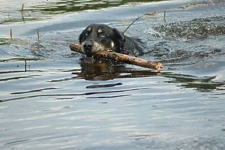 SYLAR w drodze do nowego życia. SZUKA NOWEGO DOMU!
