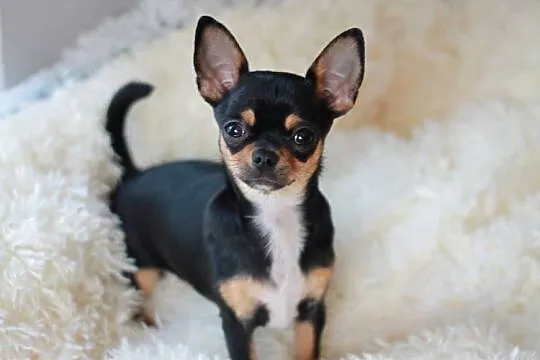 Chihuahua suczka 7miesiecy ZKwP FCI