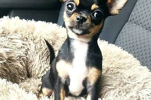 Chihuahua suczka 7miesiecy ZKwP FCI, Zachodniopomorskie, Świnoujście