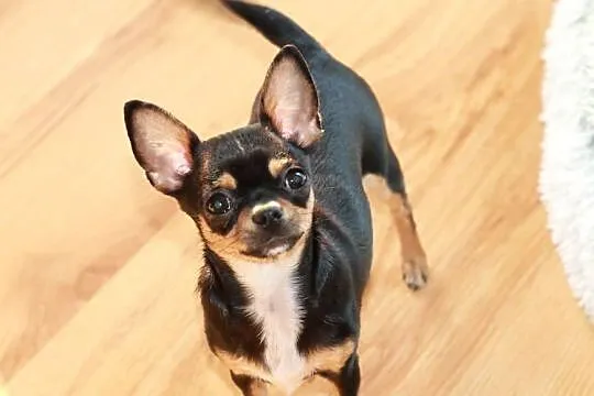 Chihuahua suczka 7miesiecy ZKwP FCI, Zachodniopomorskie, Świnoujście