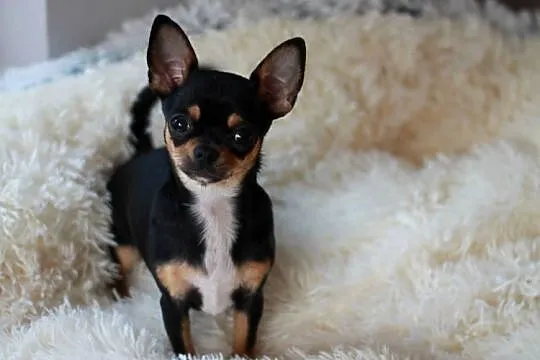 Chihuahua suczka 7miesiecy ZKwP FCI, Zachodniopomorskie, Świnoujście