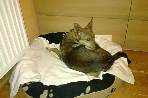 Malutka sunia czeka na swój domek.,  zachodniopomo
