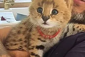 Serval savanna