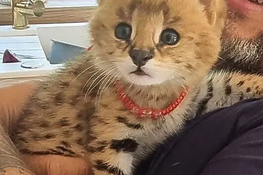 Serval savanna