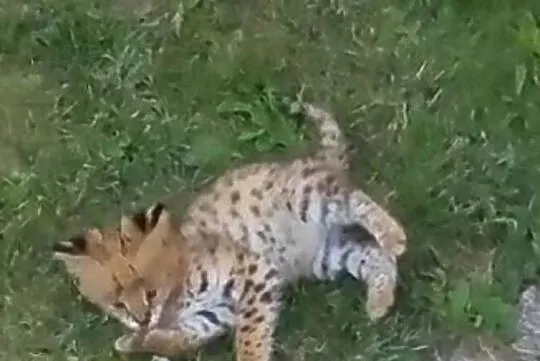 Serval savanna, Śląskie, Bystra