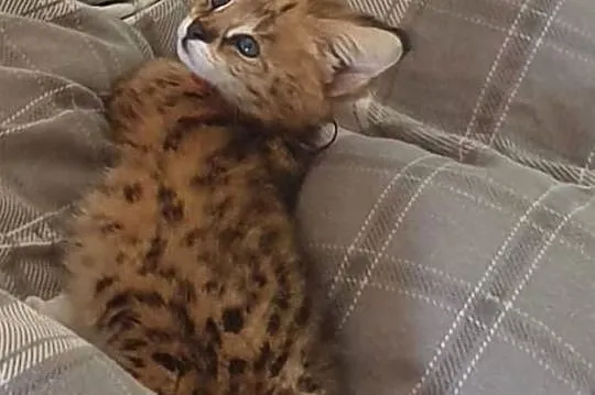 Serval savanna, Śląskie, Bystra