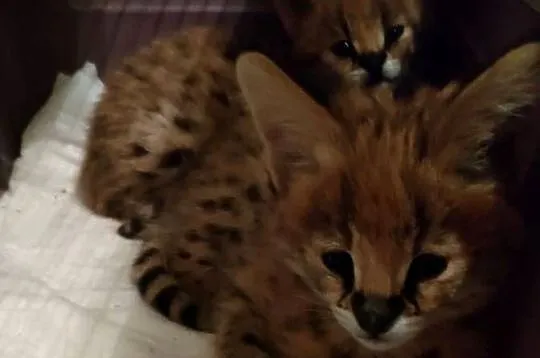 Serval savanna, Śląskie, Bystra