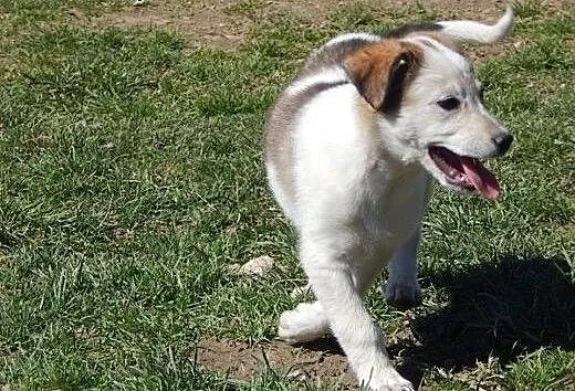 Piękny szczeniak Miluś! 3 m-ce! Adopcja!, małopol