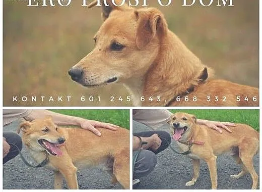Pokochaj Eronka - on już tak długo czeka na dom,