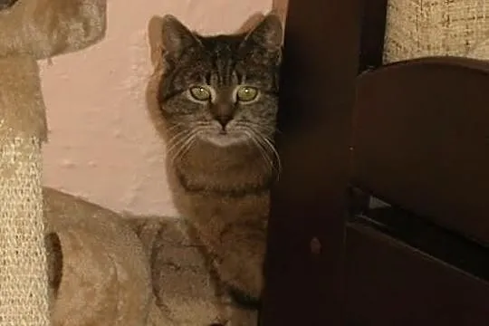 Marysia cudowanie ocalona koteczka szuka swojego c