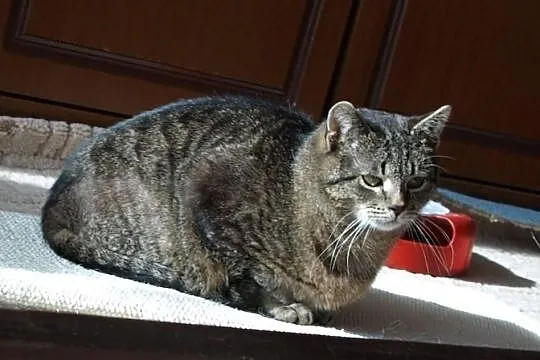 Marysia cudowanie ocalona koteczka szuka swojego c